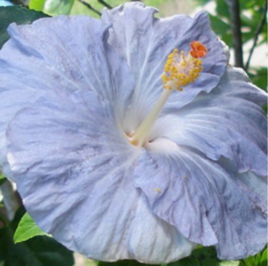 Гибискус Hibiscus Moorea Antonia